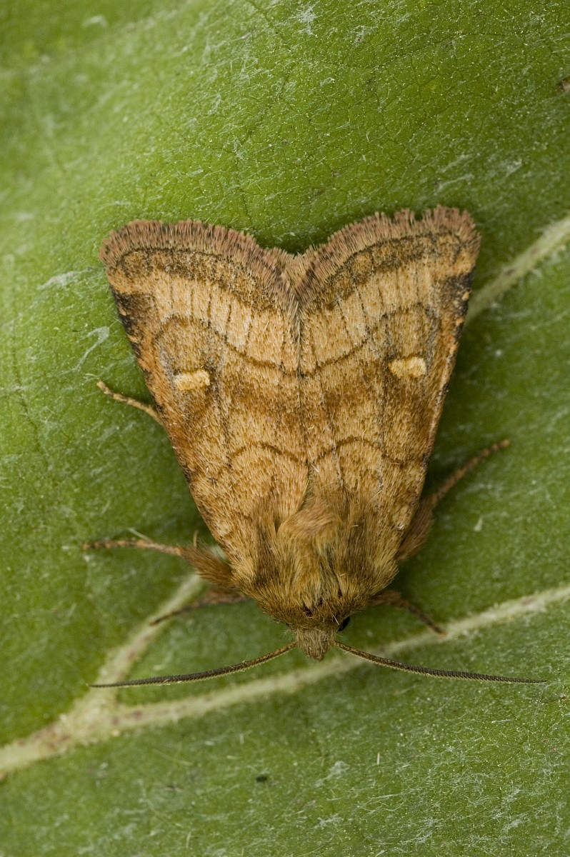 Mythimna vitellina, Delicate